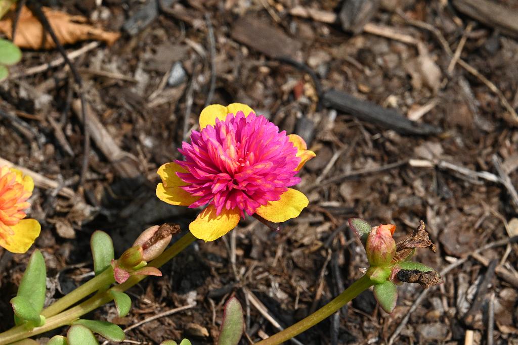 2025-08039857 Tower Hill Botanic Garden, MA.JPG - Moss Rose. New England Botanic Garden at Tower Hill, MA, 8-3-2025